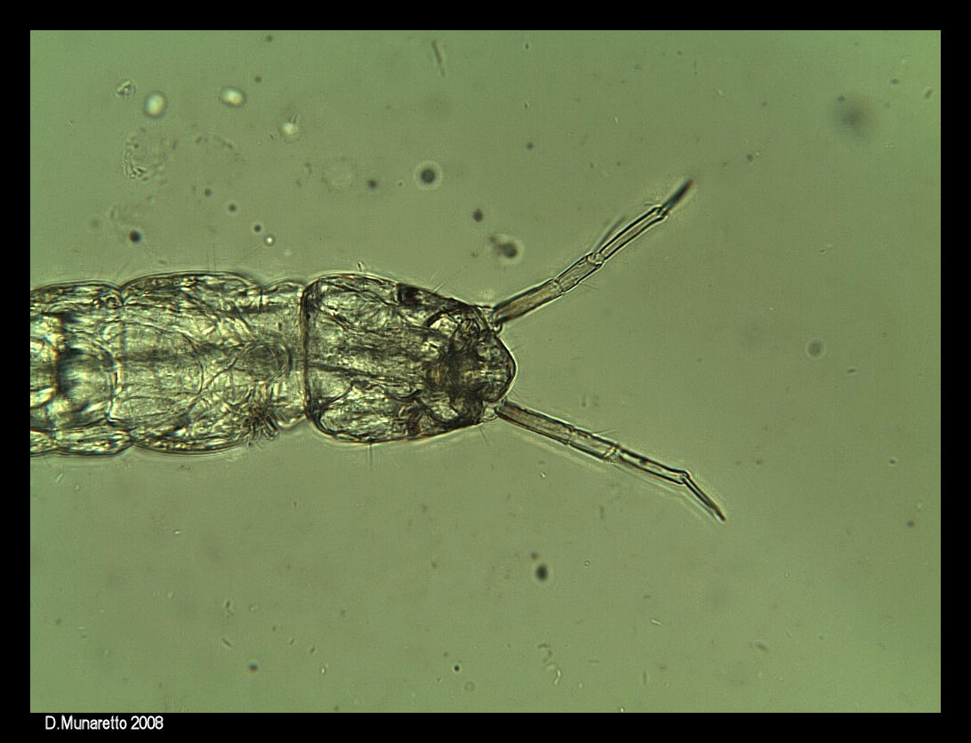 Larva di Chironomide (era 
